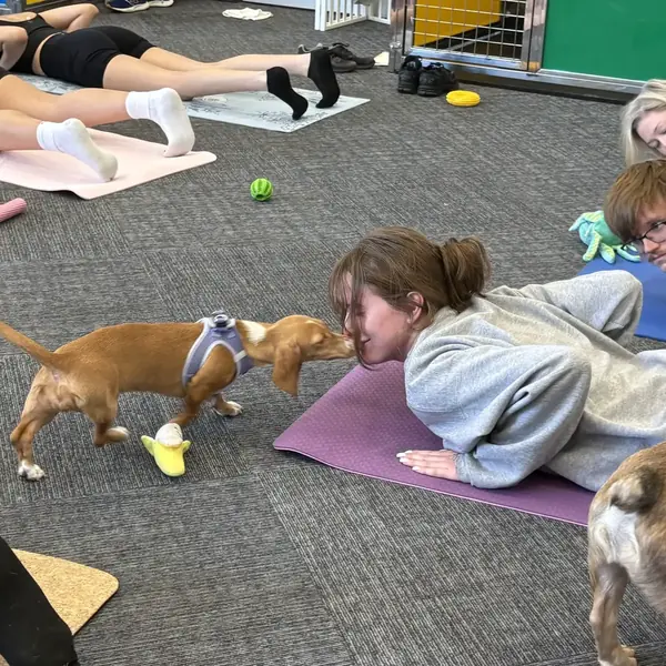 Puppy cuddles during a yoga session